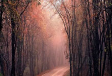 雄鹿全队发挥出色,战胜太阳取得连胜